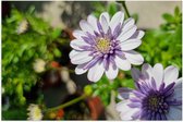 Poster (Mat) - African Daisy Bloemen Wit met Paars in Bloemenpot - 60x40 cm Foto op Posterpapier met een Matte look