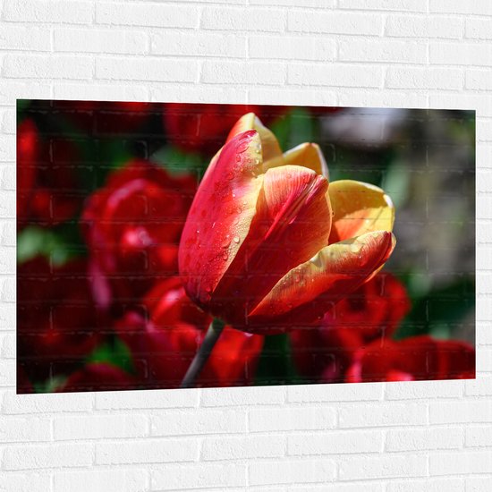 Muursticker - Rood met Gele Tulp met Rode Bloemen Achtergrond - 120x80 cm Foto op Muursticker