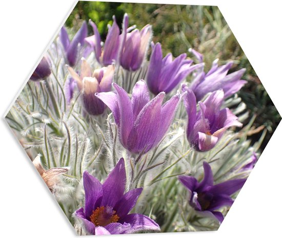 PVC Schuimplaat Hexagon - Paarse Pulsatilla Bloemen met Licht Grone Harige Stengels - 50x43.5 cm Foto op Hexagon (Met Ophangsysteem)