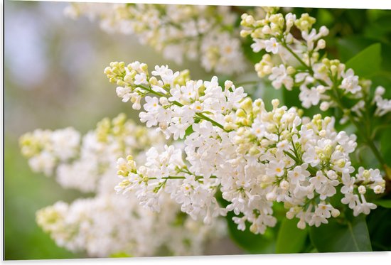 Dibond - Kleine Witte Bloemen Trosjes aan Stengels - 105x70 cm Foto op Aluminium (Met Ophangsysteem)