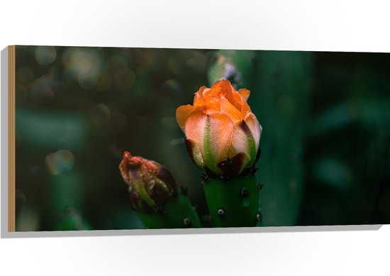 Hout - Oranje Nopal Bloem uit Donker Groene Cactus - 100x50 cm - 9 mm dik - Foto op Hout (Met Ophangsysteem)