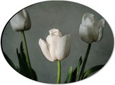 Dibond Ovaal - Witte Tulpen Op Lange Stengels voor Grijze Achtergrond - Bloemen - 28x21 cm Foto op Ovaal (Met Ophangsysteem)