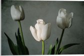 Acrylglas - Witte Tulpen Op Lange Stengels voor Grijze Achtergrond - Bloemen - 60x40 cm Foto op Acrylglas (Met Ophangsysteem)