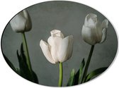 Dibond Ovaal - Witte Tulpen Op Lange Stengels voor Grijze Achtergrond - Bloemen - 40x30 cm Foto op Ovaal (Met Ophangsysteem)