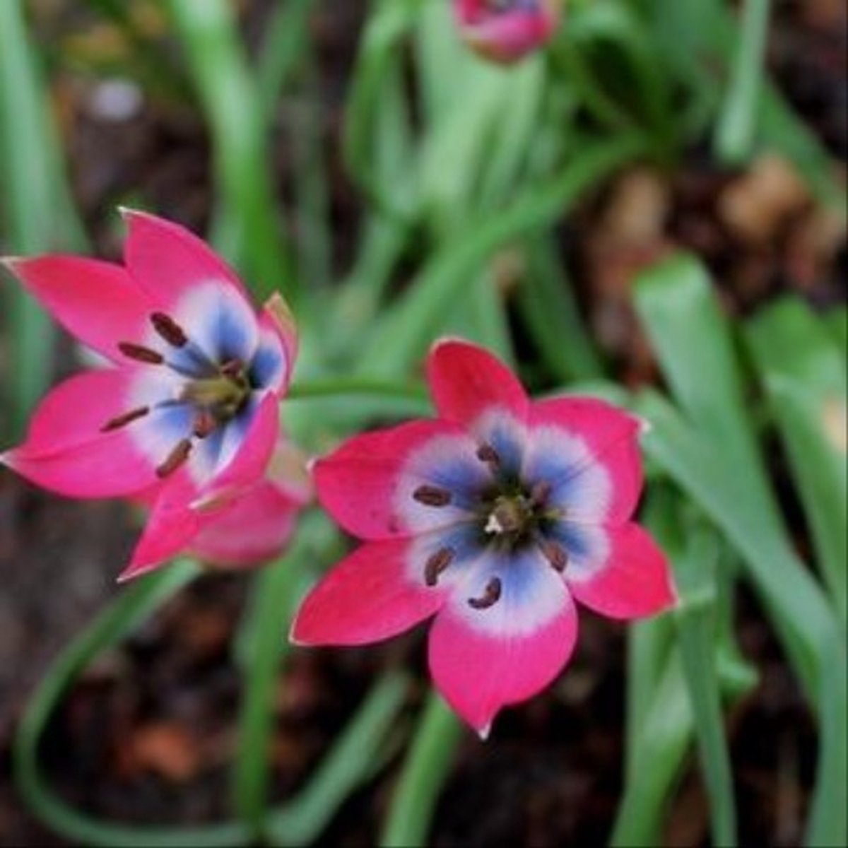 Tulipa Little Beauty | 20 stuks | Tulpenbollen