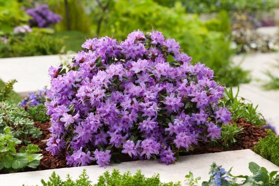 rhododendron-erde für himbeeren Rhododendron Roseum Elegans | 60-80 cm mit Wurzelballen