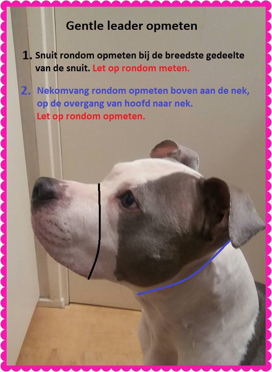 Gentle leader Licht grijs Skull Maat S Gevoerd Antitrek hoofdhalster hond bol.