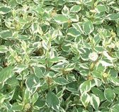 Cornus alba 'Sibirica Variegata' - Kornoelje - 50-60 cm in pot: Struik met witbonte bladeren en helderrode takken, vooral opvallend in de winter.