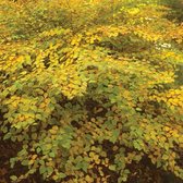 Corylopsis pauciflora - Schijnhazelaar - 30-40 cm in pot: Struik met hangende clusters van gele bloemen in het vroege voorjaar, voor de bladontwikkeling.