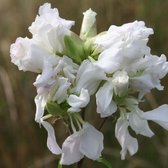 6 x Saponaria Officinalis 'Alba Plena' - Zeepkruid pot 9x9cm