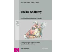 Bovine Anatomy