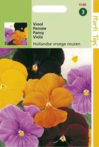 2 stuks Hortitops Viola Wittr. Hollandse Reuzen Gemengd