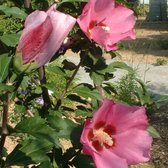 Hibiscus Syriacus 'Pink Giant' ('Flogi') - Altheastruik - 40-60 cm pot: Struik met grote roze bloemen, zeer opvallend.