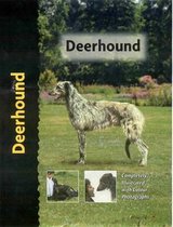 Deerhound