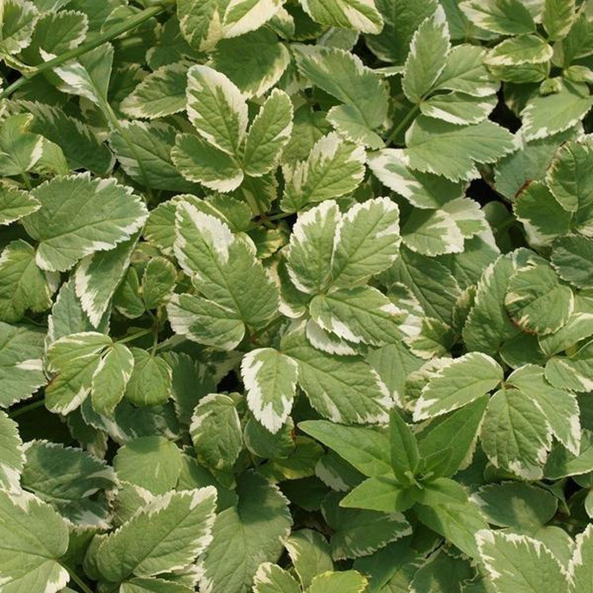 6 x Aegopodium Podagraria 'Variegatum'  - Zevenblad pot 9x9cm