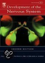 Development Of The Nervous System