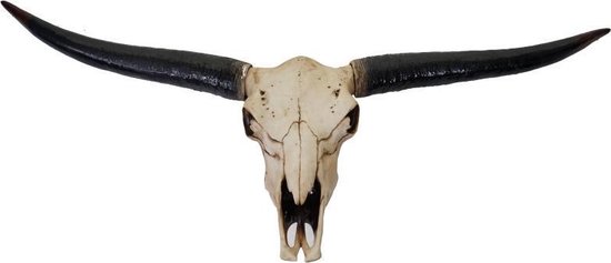 Stieren schedel 132 cm Natuur
