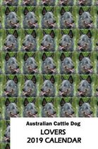 Australian Cattle Dog Lovers 2019 Calendar