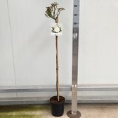 Stamroos Rosa Schneewittchen stamhoogte 60 cm