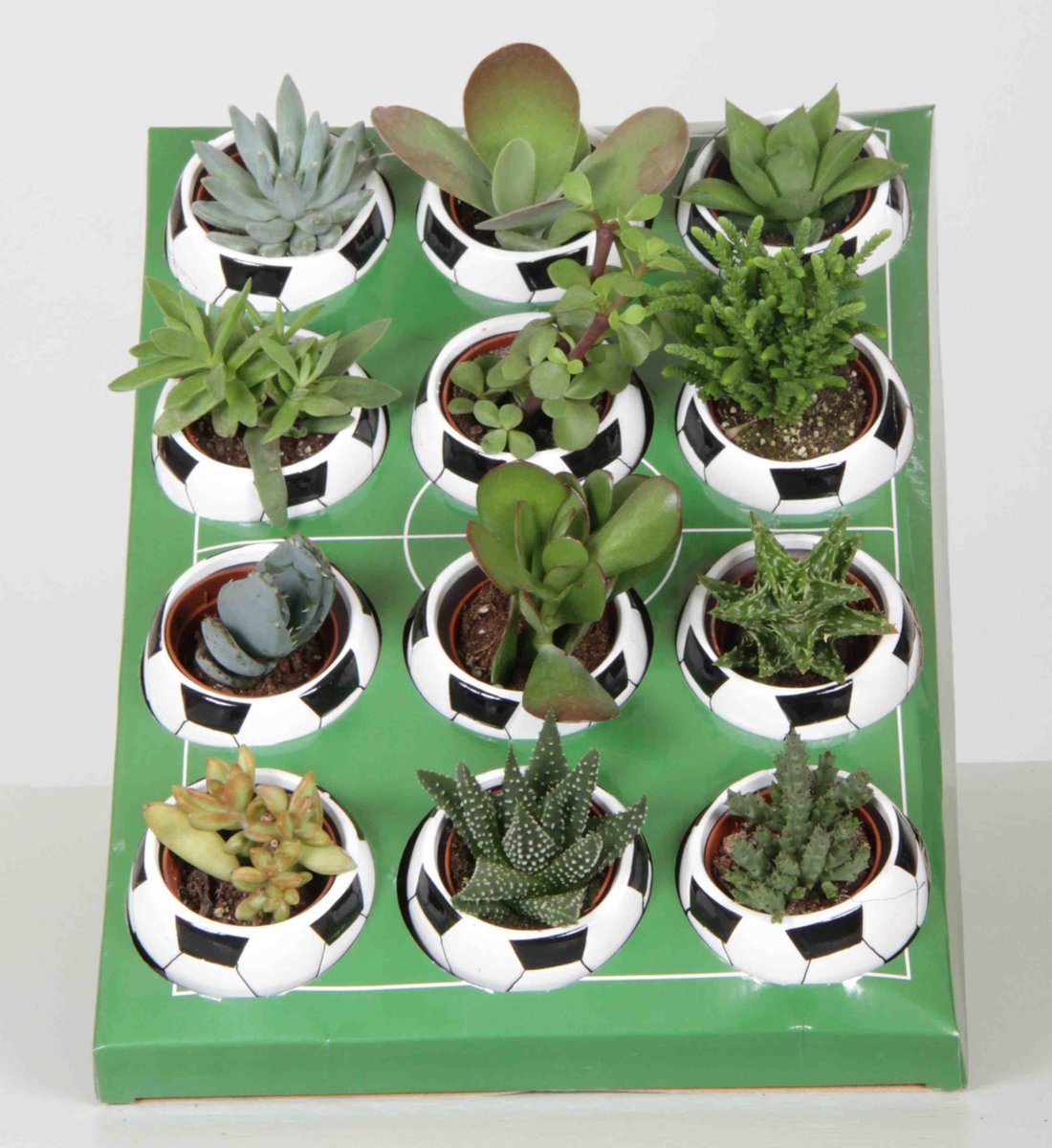 Succulenten Excellent mix (SU5008