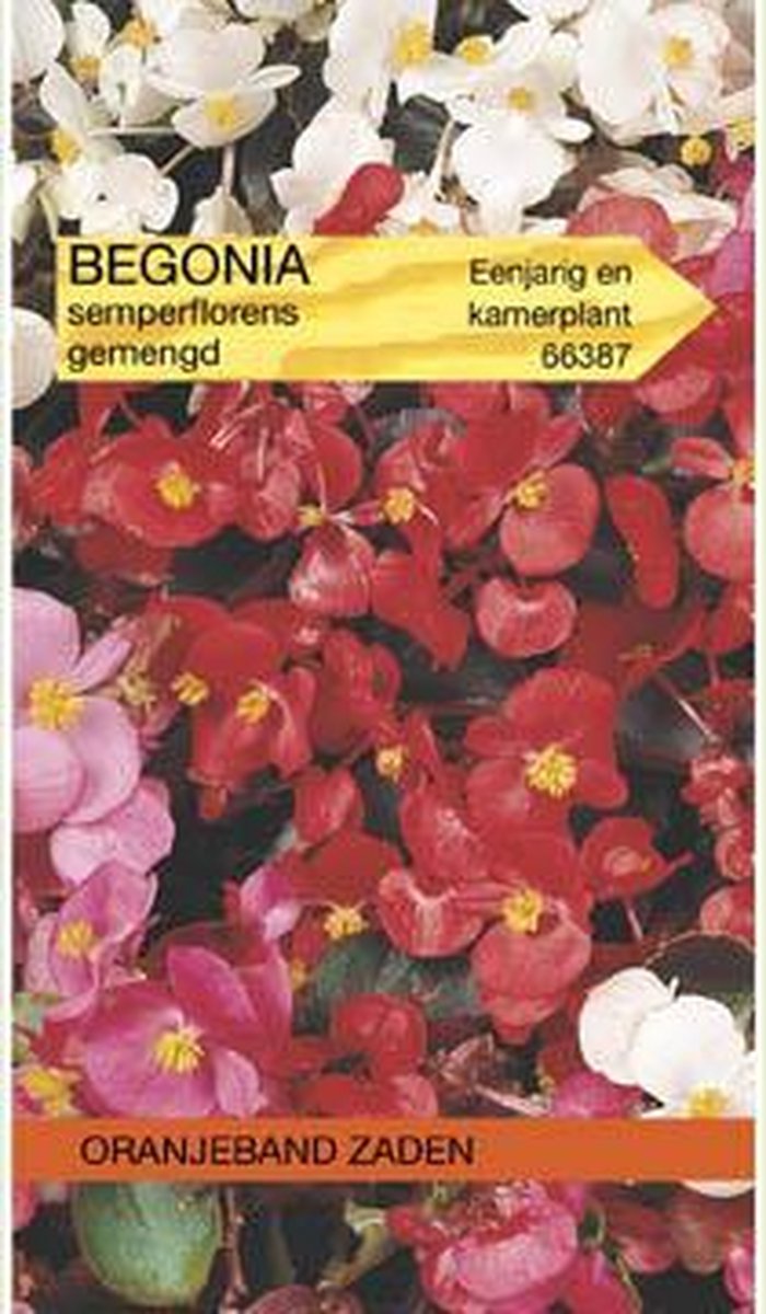 Oranjebandzaden - Begonia gemengd