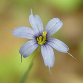 6 x Sisyrinchium Angustifolium - Blauwogengras pot 9x9cm - Grasachtige Vaste Plant