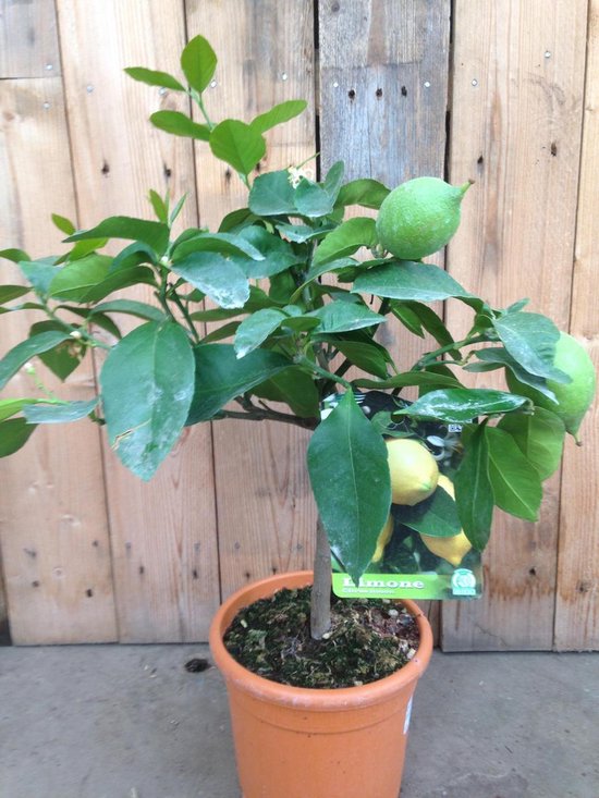 definitief Previs site Verplicht Citrus Limon - Citroenplant - Pot: 21cm - Hoogte: 75-90cm | bol.com