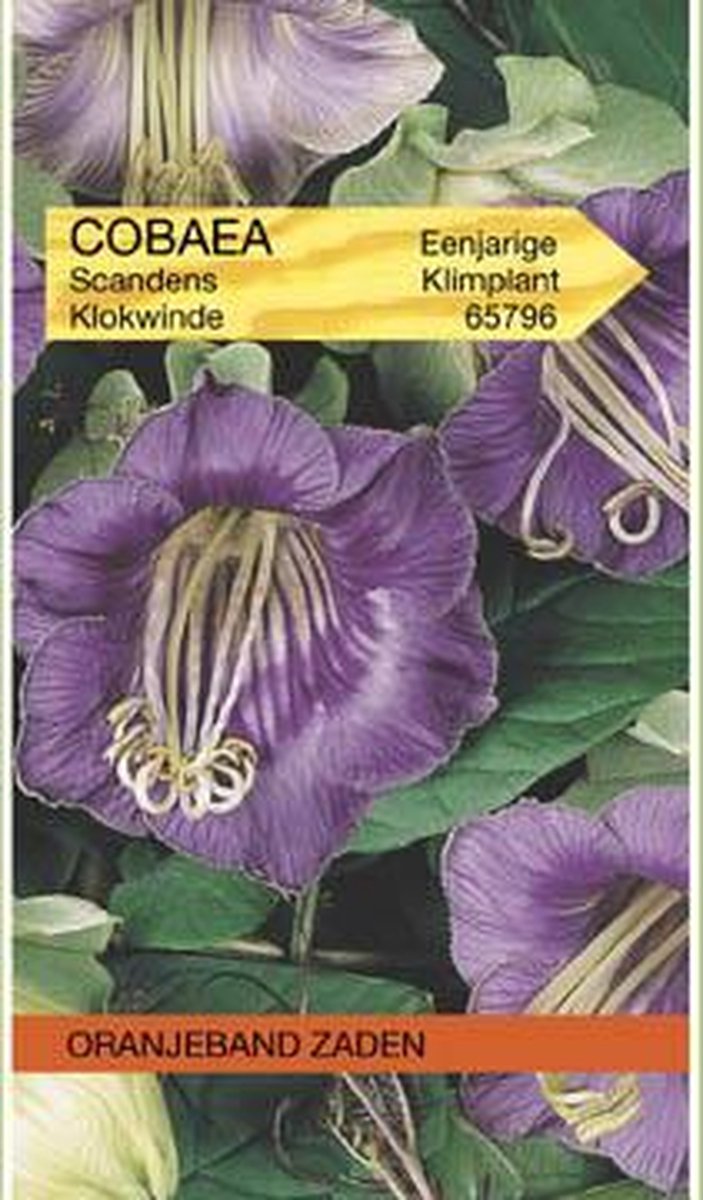Cobaea, Klokwinde Violet