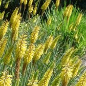 3 x  Kniphofia 'Little Maid' - Vuurpijl pot 9x9cm