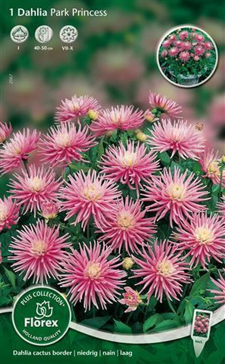 Dahlia Cactus Bloembol - Park Princess - Roze