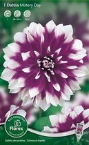 Dahlia Decoratief Bloembol - Mistery Day - Paars/wit