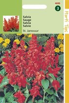 Hortitops Zaden - Salvia Splendens St. Jansvuur
