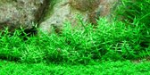 Tropica Gratiola viscidula 1-2-grow!