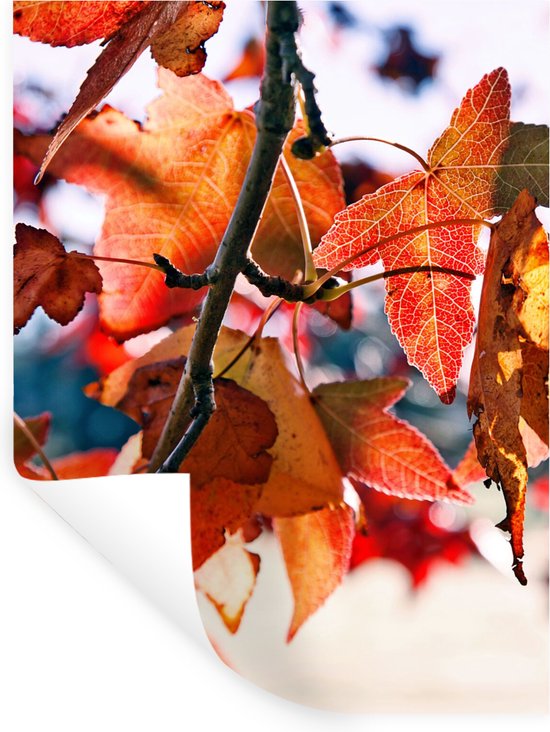 A.Monamour Wandkleed Wandtapijt Herfst Seizoen Oranje Geel Gevallen Esdoorn Bladeren Bomen Bospad Weg Tapijt Tapijtwerk Wanddoek Wanddecoratie Wand Muur Decoratie 130 x 153 cm