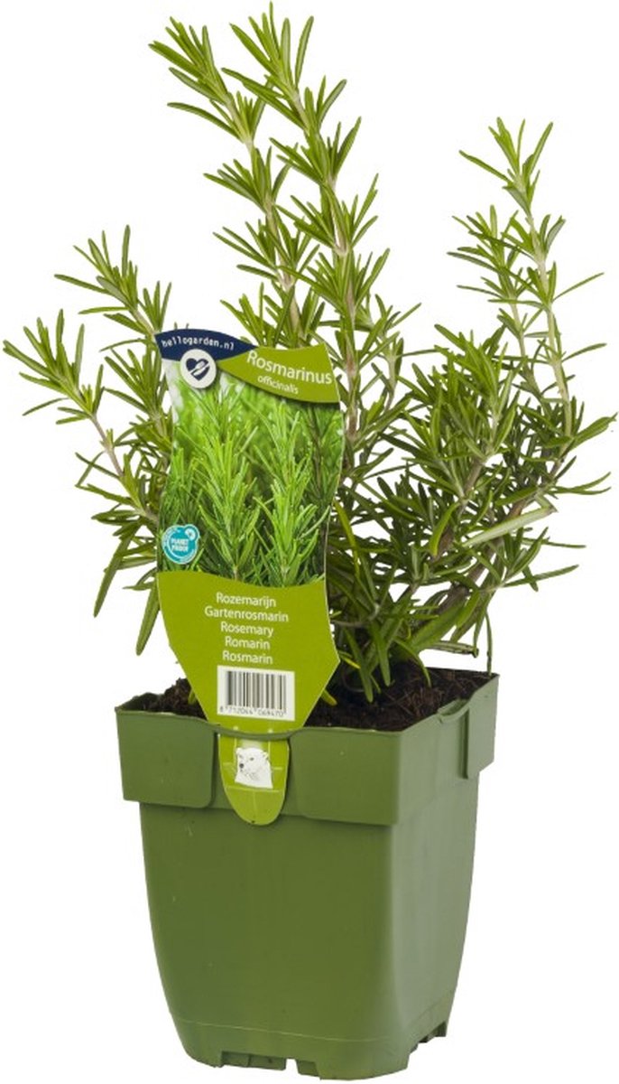 Rozemarijn kruid Rosmarinus officinalisGriffioen