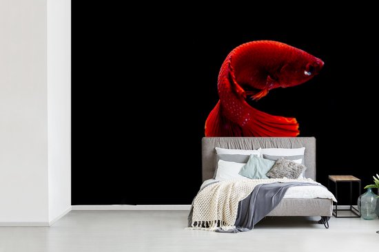 Papier peint photo peint photo vinyle - Poisson combattant siamois rouge sur fond noir largeur 600 cm x hauteur 400 cm - Tirage photo sur papier peint (disponible en 7 tailles)