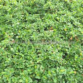 24x (stuks) Cotoneaster 'Streibs Findling' 9cm pot - Bodembedekker - Tuinplant - Winterhard - Groenblijvend - Groen - Dwergmispel