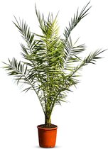 Sunny Tree Palmboom - Phoenix Canariensis - Kamerplant - Plant voor binnen en buiten - 160 cm