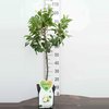 Louisa -Peer Minifruitboom -Zeer compact- Fruitboom- 100 cm hoog- Potgekweekt
