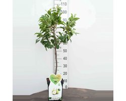 Louisa -Peer Minifruitboom -Zeer compact- Fruitboom- 80 cm hoog- Potgekweekt