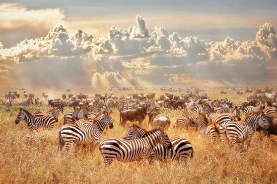 glasschilderij dieren - natuur - zebra - kudde zebra's in Afrika - 120x80 - wolken - Ter Halle