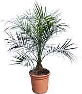 Sunny Tree - Palmboom - PHOENIX ROEBELENII - Kamerplant - Dwergdadelpalm - 100 cm