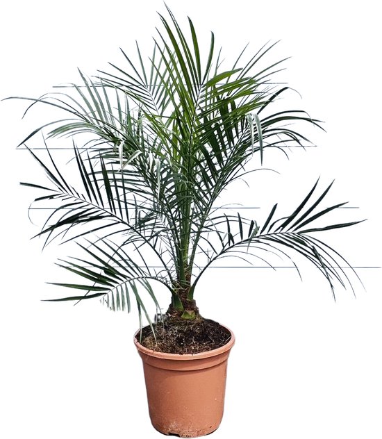 Palmboom - PHOENIX ROEBELENII - Geschikt voor binnen en buiten - Plant