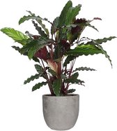 Calathea Rufibarba in Mica sierpot Jimmy (lichtgrijs) ↨ 60cm - hoge kwaliteit planten