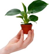 PLNTS - Baby Philodendron Birkin - Kamerplant - Kweekpot 6 cm - Hoogte 15 cm