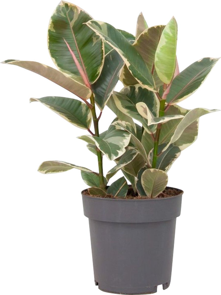 PLNTS Ficus Tineke (Vijg) Kamerplant Rubberboom- Kweekpot 27 cm Hoogte 100 cm