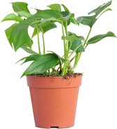 PLNTS - Rhaphidophora Tetrasperma - Kamerplant - Kweekpot 13 cm - Hoogte 30 cm