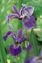 6 x  Iris versicolor - AMERIKAANSE BLAUWE IRIS, AMERIKAANSE LIS - pot 9 x 9 cm