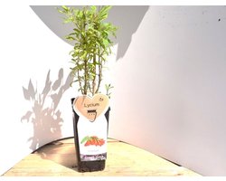 Gojibes Bessenstruik -Fruitstruik- 60 cm hoog- Potgekweekt- professioneel telersras