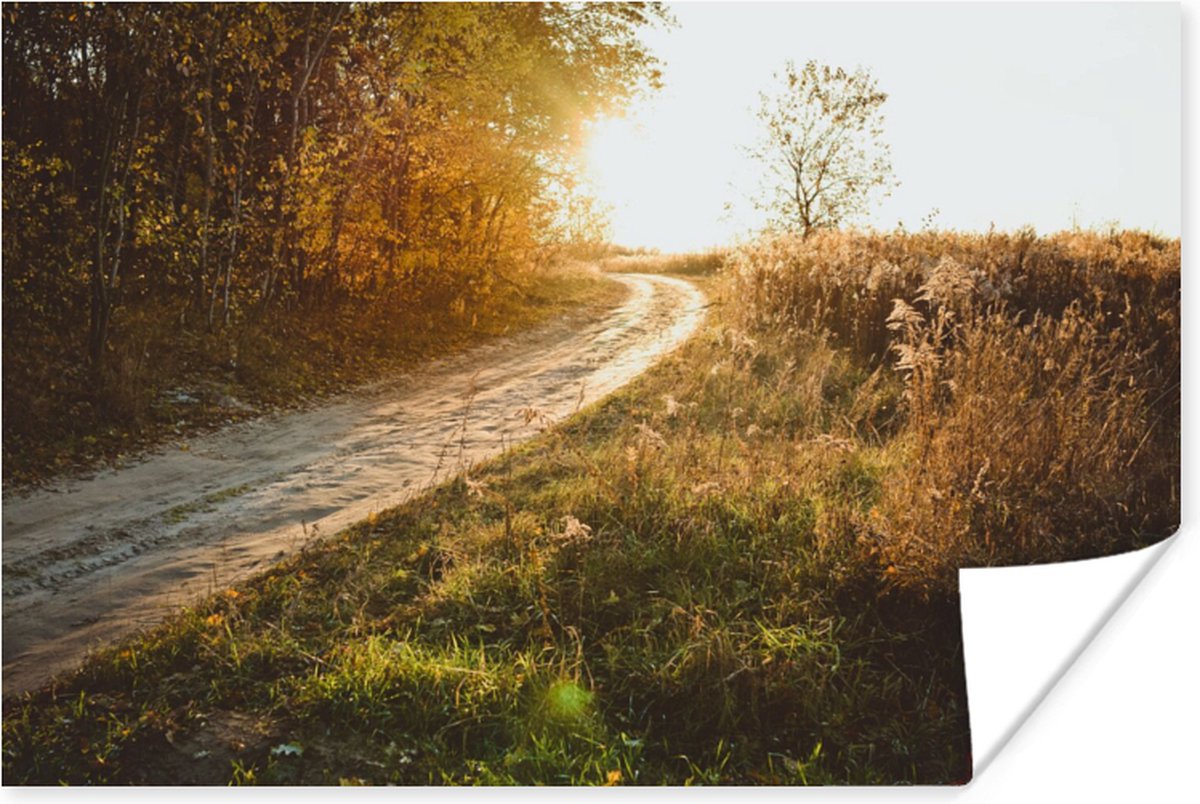 Poster Pad - Natuur - Boom - 60x40 cm
